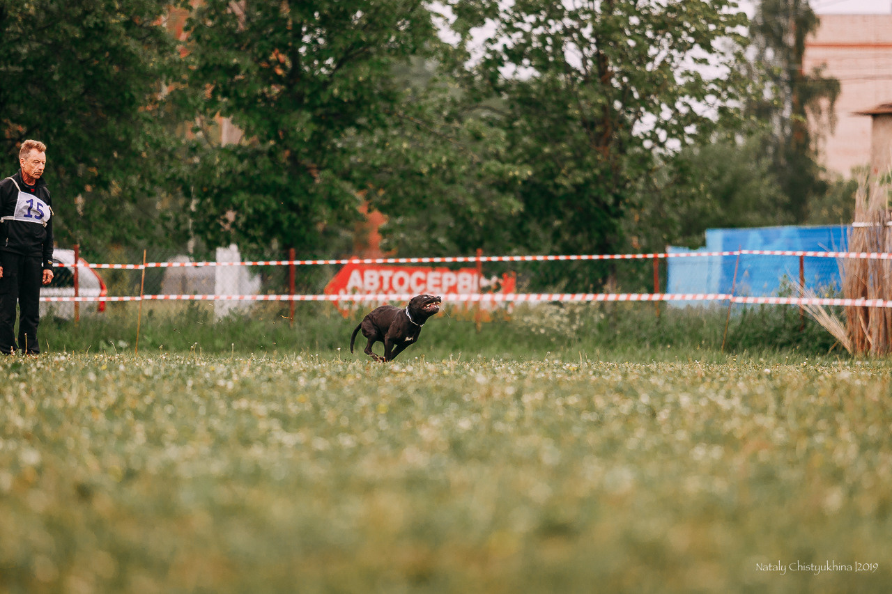 Соревнования БРР. Фотограф-анималист Наталия Чистюхина в г. Сосновый Бор и ЛО