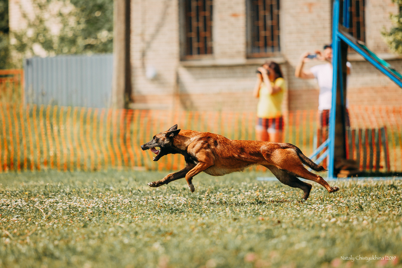 Соревнования по мондьорингу. Фотограф-анималист Наталия Чистюхина в г. Сосновый Бор и ЛО