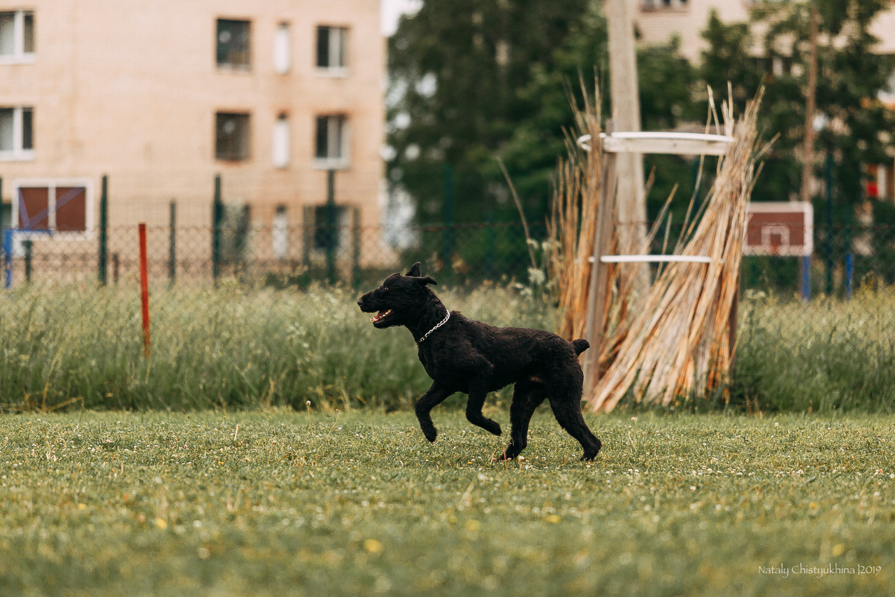 Соревнования БРР. Фотограф-анималист Наталия Чистюхина в г. Сосновый Бор и ЛО