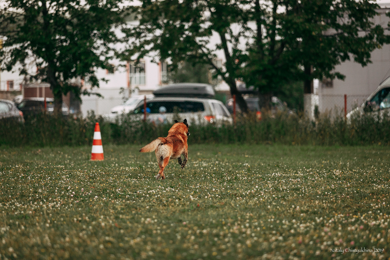 Соревнования по мондьорингу. Фотограф-анималист Наталия Чистюхина в г. Сосновый Бор и ЛО