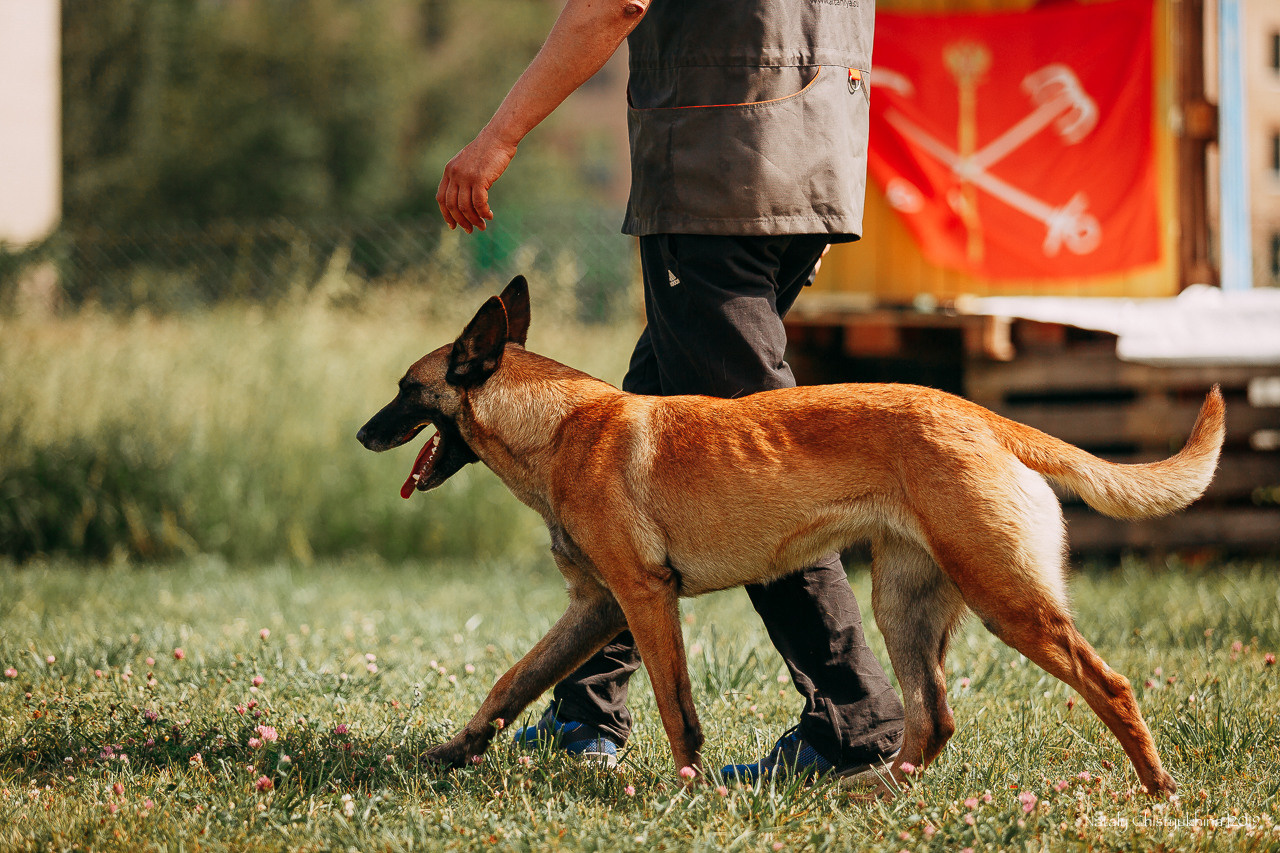 Соревнования по мондьорингу. Фотограф-анималист Наталия Чистюхина в г. Сосновый Бор и ЛО
