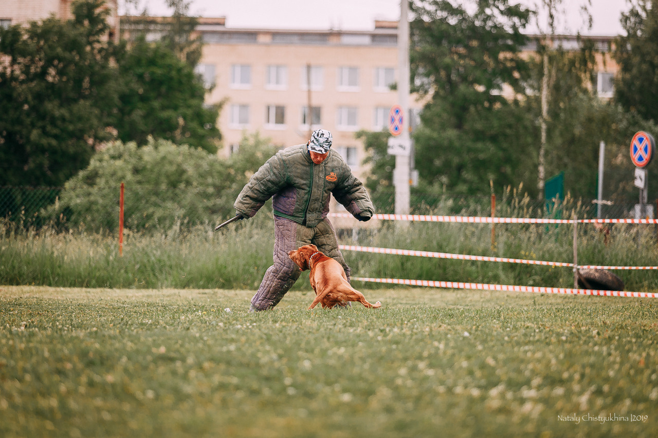 Соревнования БРР. Фотограф-анималист Наталия Чистюхина в г. Сосновый Бор и ЛО