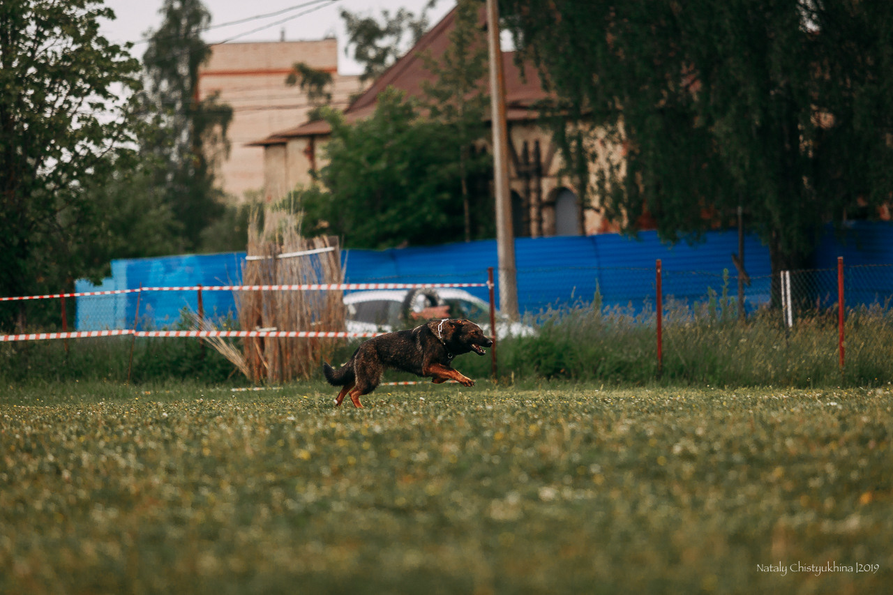 Соревнования БРР. Фотограф-анималист Наталия Чистюхина в г. Сосновый Бор и ЛО