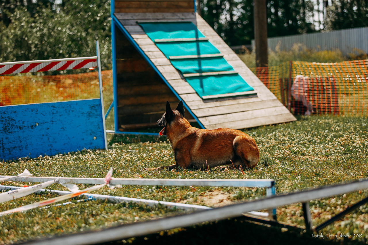 Соревнования по мондьорингу. Фотограф-анималист Наталия Чистюхина в г. Сосновый Бор и ЛО