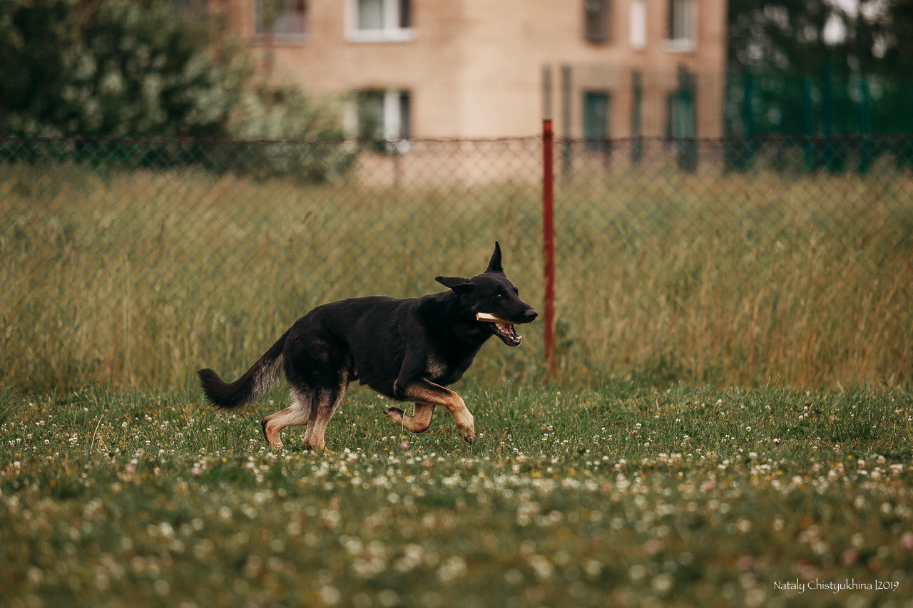 Соревнования по мондьорингу. Фотограф-анималист Наталия Чистюхина в г. Сосновый Бор и ЛО
