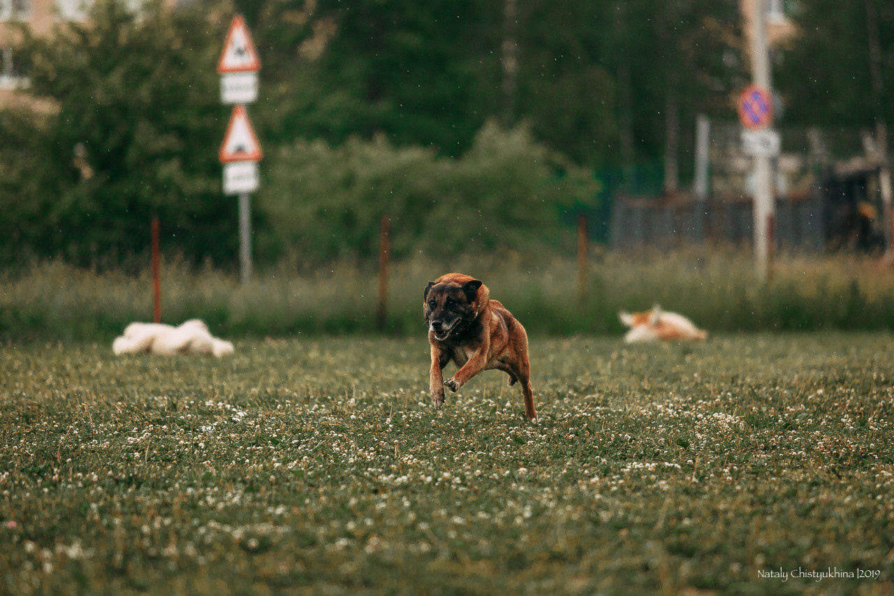 Соревнования по мондьорингу. Фотограф-анималист Наталия Чистюхина в г. Сосновый Бор и ЛО