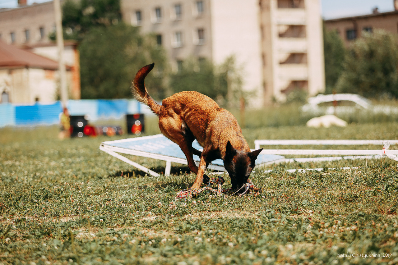Соревнования по мондьорингу. Фотограф-анималист Наталия Чистюхина в г. Сосновый Бор и ЛО