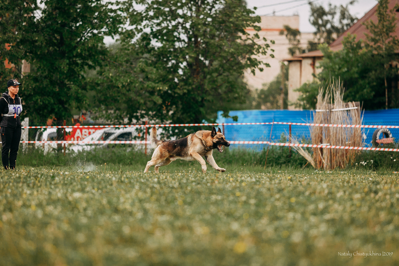 Соревнования БРР. Фотограф-анималист Наталия Чистюхина в г. Сосновый Бор и ЛО