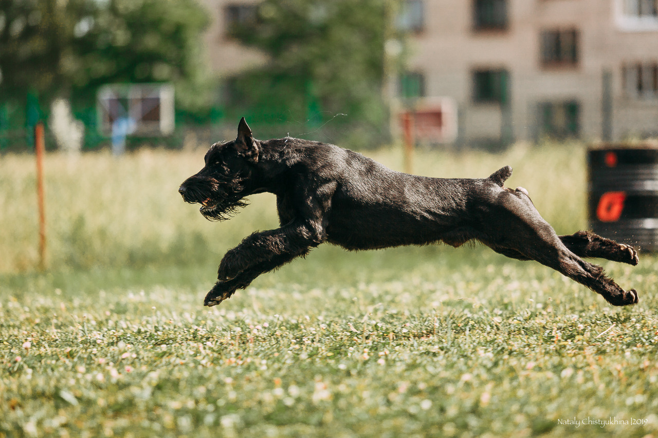 Соревнования по мондьорингу. Фотограф-анималист Наталия Чистюхина в г. Сосновый Бор и ЛО
