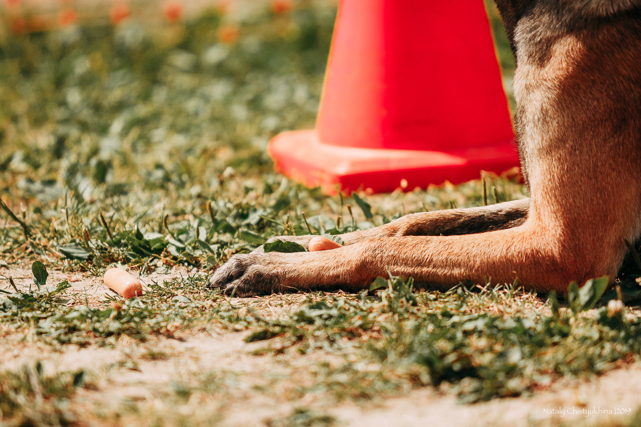 Соревнования по мондьорингу. Фотограф-анималист Наталия Чистюхина в г. Сосновый Бор и ЛО