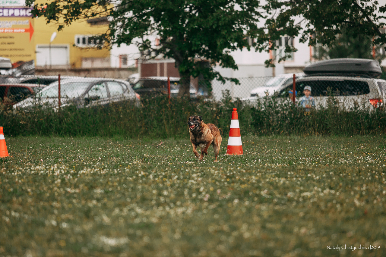 Соревнования по мондьорингу. Фотограф-анималист Наталия Чистюхина в г. Сосновый Бор и ЛО