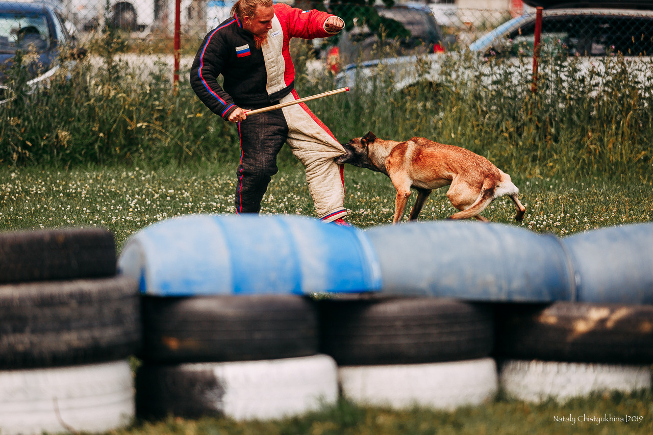 Соревнования по мондьорингу. Фотограф-анималист Наталия Чистюхина в г. Сосновый Бор и ЛО