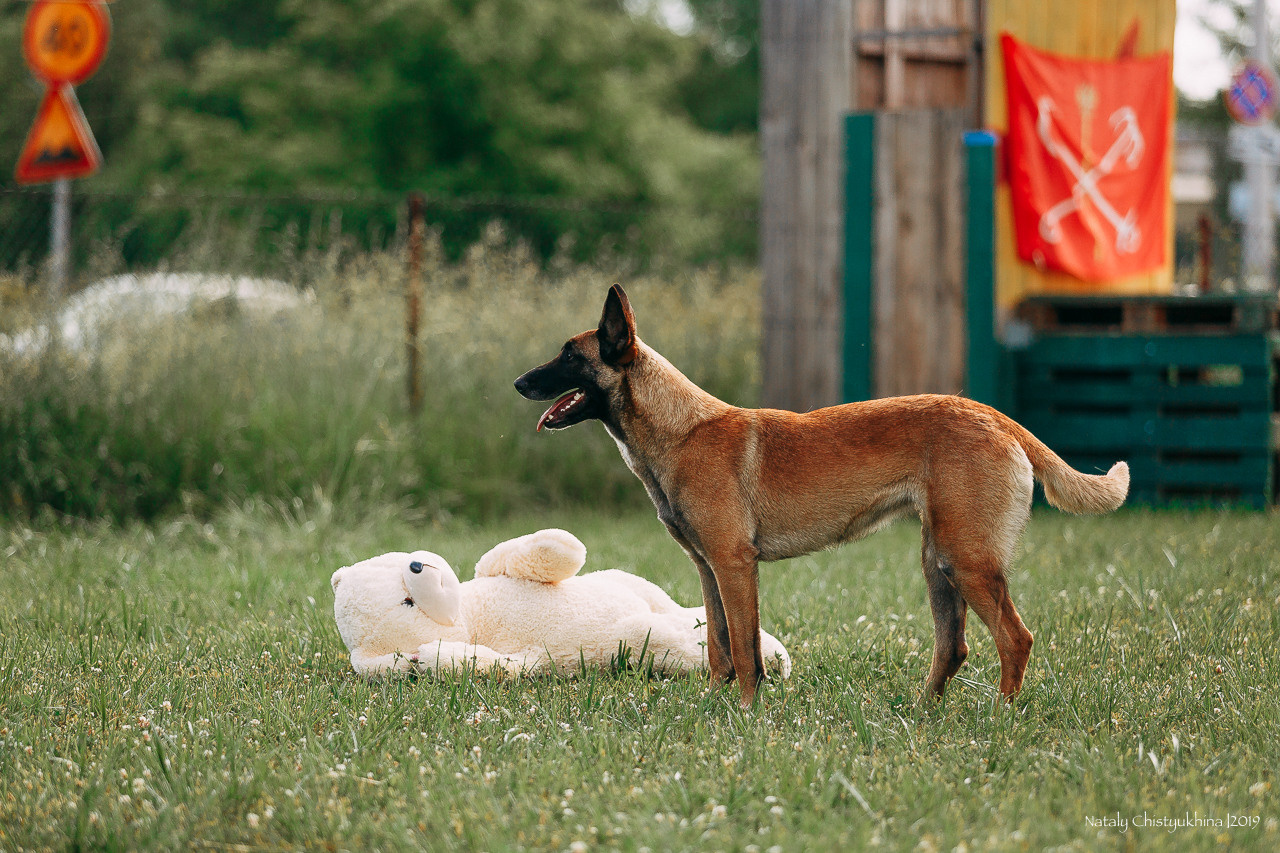 Соревнования по мондьорингу. Фотограф-анималист Наталия Чистюхина в г. Сосновый Бор и ЛО