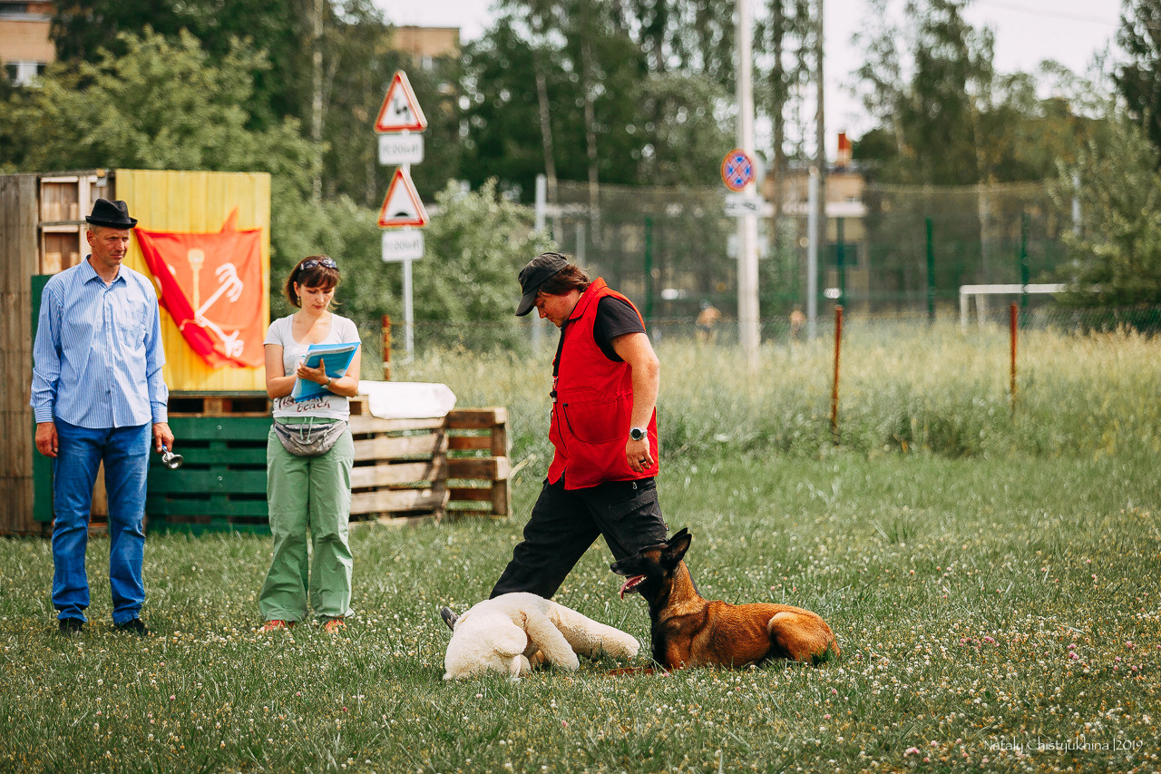 Соревнования по мондьорингу. Фотограф-анималист Наталия Чистюхина в г. Сосновый Бор и ЛО