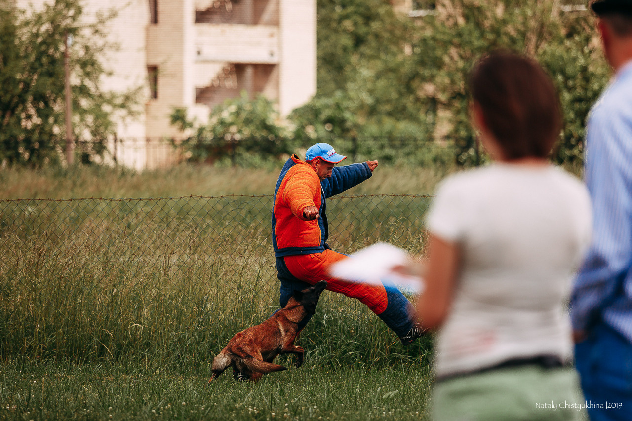 Соревнования по мондьорингу. Фотограф-анималист Наталия Чистюхина в г. Сосновый Бор и ЛО