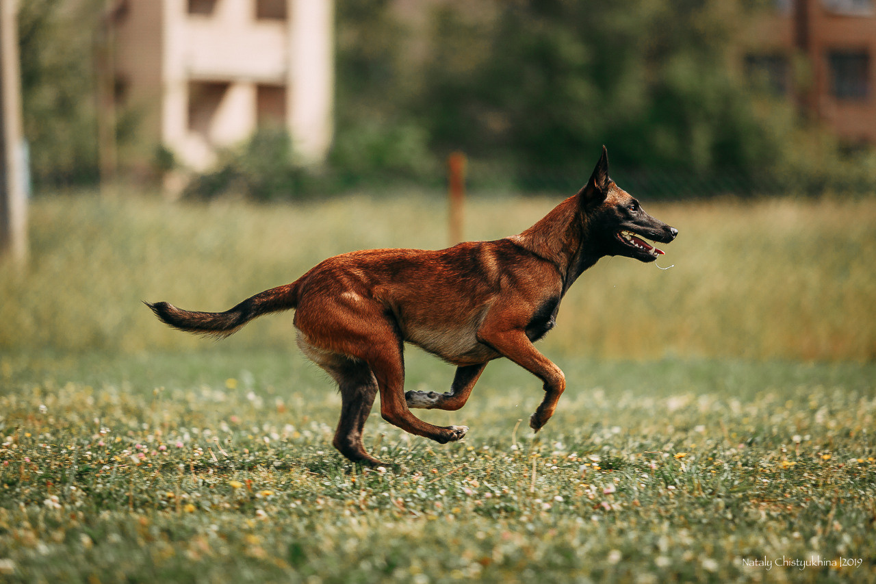 Соревнования по мондьорингу. Фотограф-анималист Наталия Чистюхина в г. Сосновый Бор и ЛО