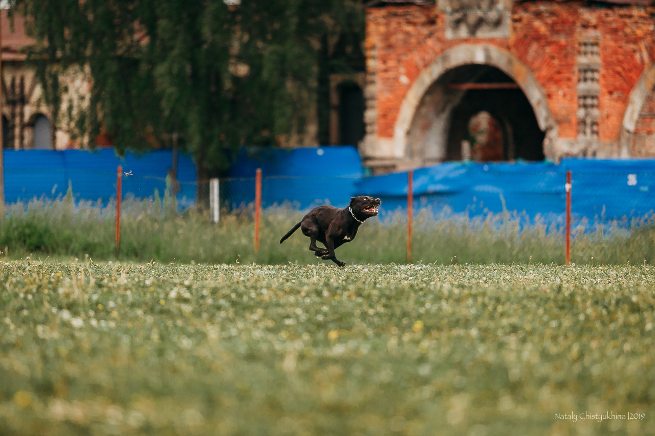 Соревнования БРР. Фотограф-анималист Наталия Чистюхина в г. Сосновый Бор и ЛО