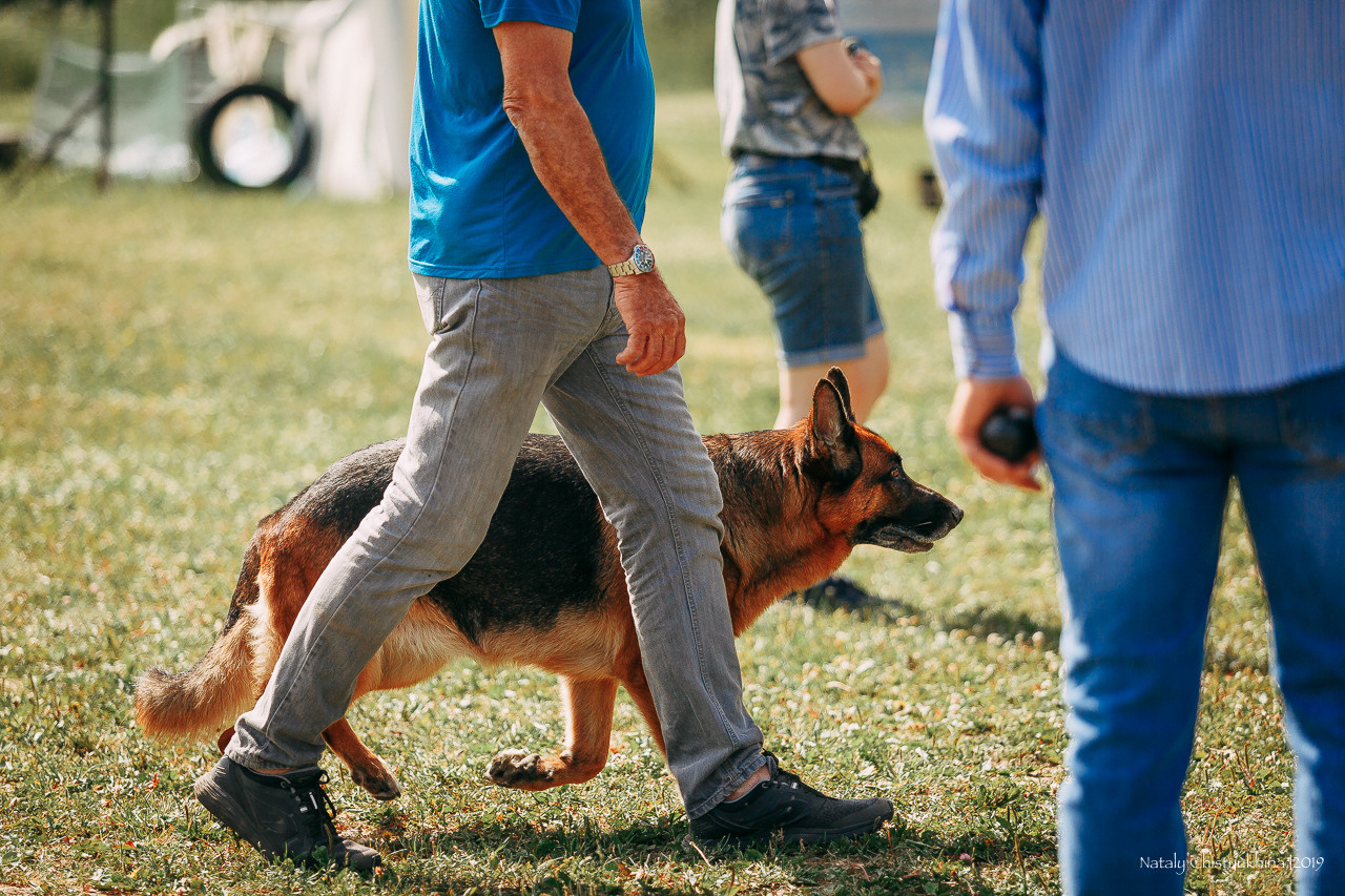 Соревнования по мондьорингу. Фотограф-анималист Наталия Чистюхина в г. Сосновый Бор и ЛО