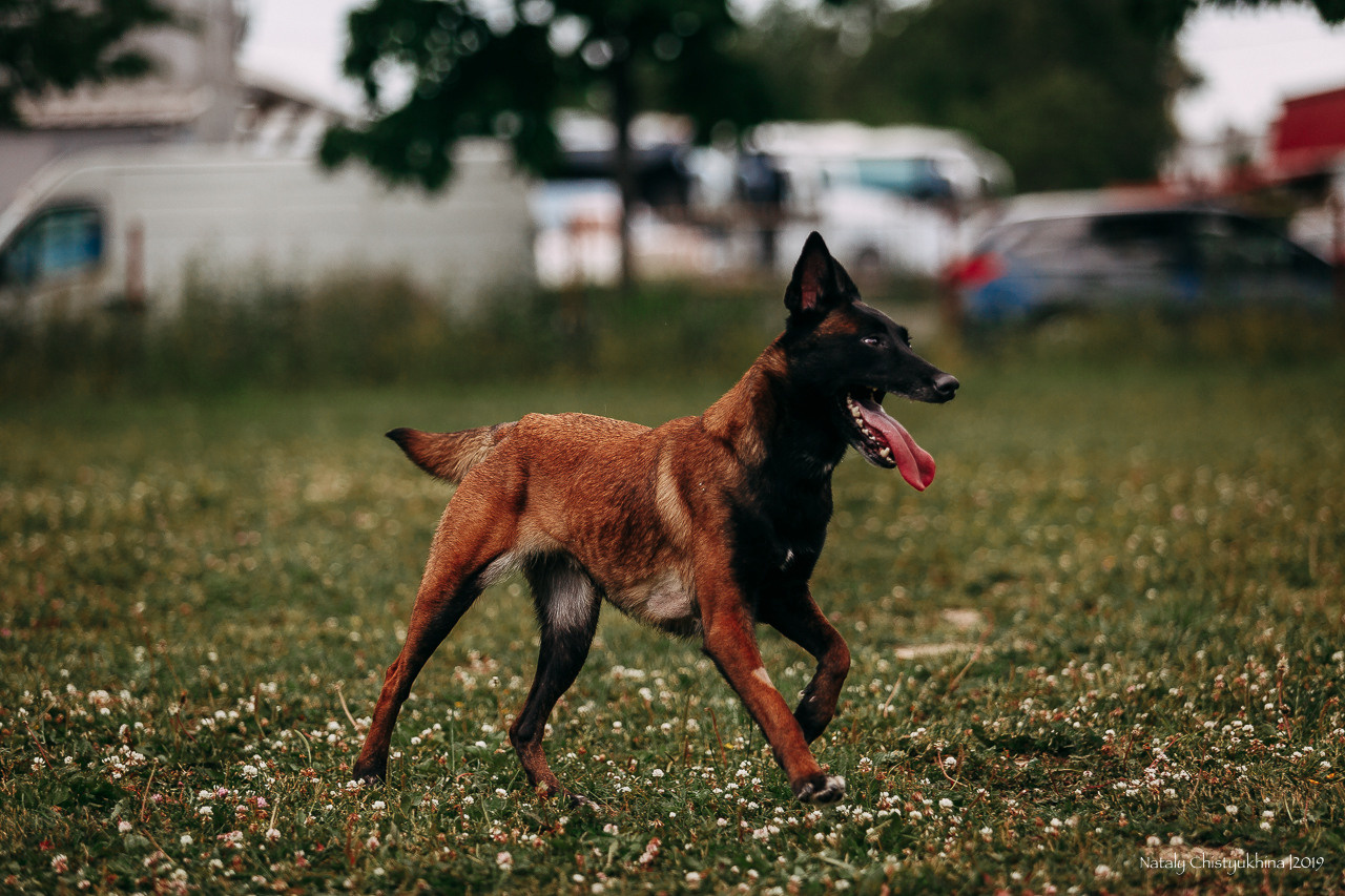 Соревнования по мондьорингу. Фотограф-анималист Наталия Чистюхина в г. Сосновый Бор и ЛО