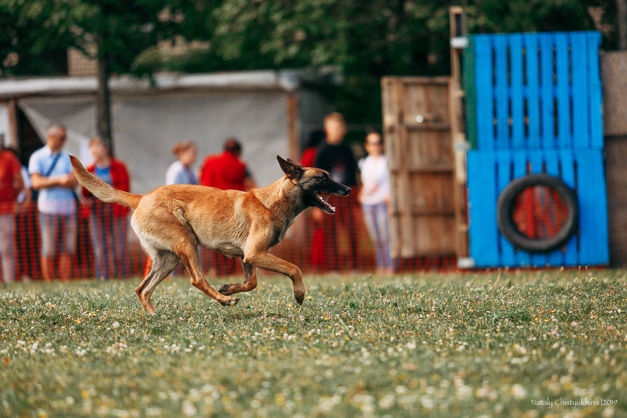 Соревнования по мондьорингу. Фотограф-анималист Наталия Чистюхина в г. Сосновый Бор и ЛО