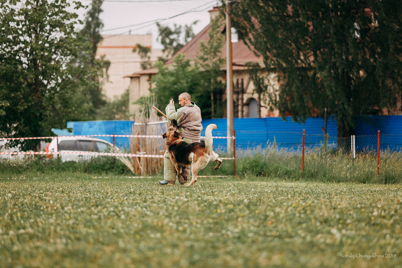 Соревнования БРР. Фотограф-анималист Наталия Чистюхина в г. Сосновый Бор и ЛО