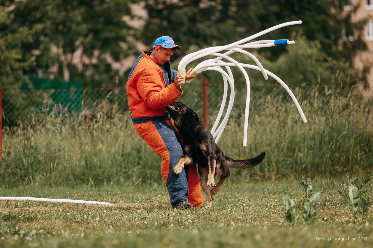 Соревнования по мондьорингу. Фотограф-анималист Наталия Чистюхина в г. Сосновый Бор и ЛО