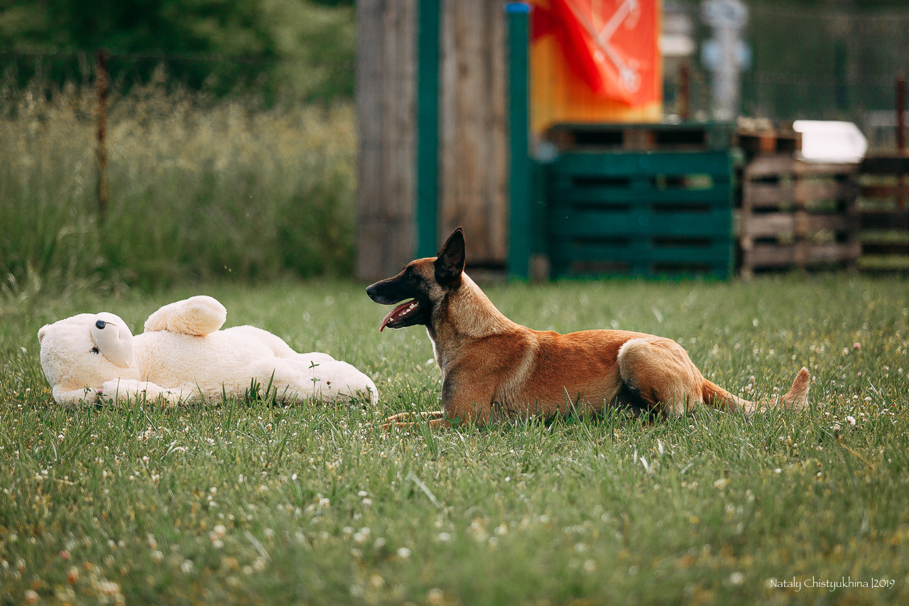 Соревнования по мондьорингу. Фотограф-анималист Наталия Чистюхина в г. Сосновый Бор и ЛО