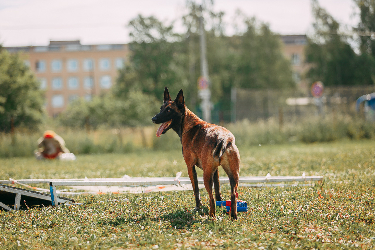Соревнования по мондьорингу. Фотограф-анималист Наталия Чистюхина в г. Сосновый Бор и ЛО