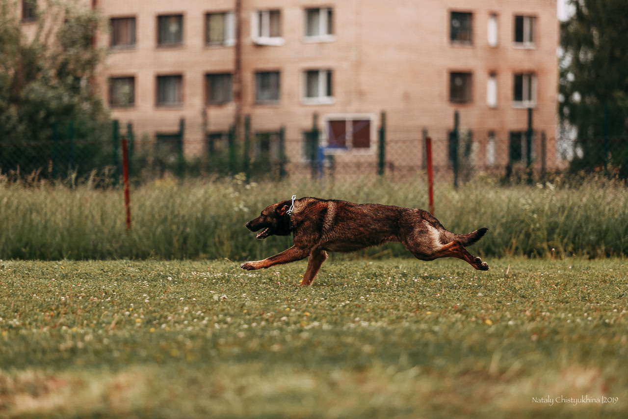 Соревнования БРР. Фотограф-анималист Наталия Чистюхина в г. Сосновый Бор и ЛО