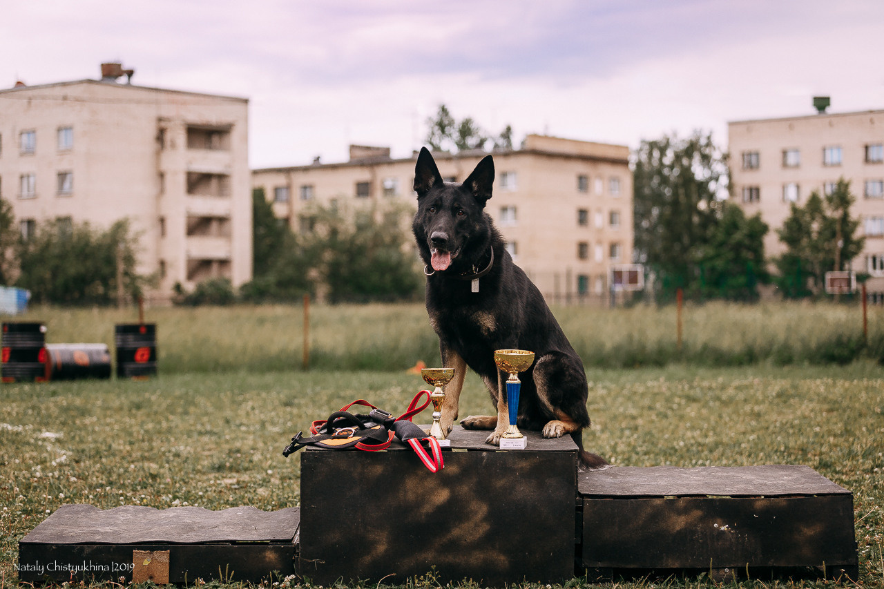 Соревнования по мондьорингу. Фотограф-анималист Наталия Чистюхина в г. Сосновый Бор и ЛО