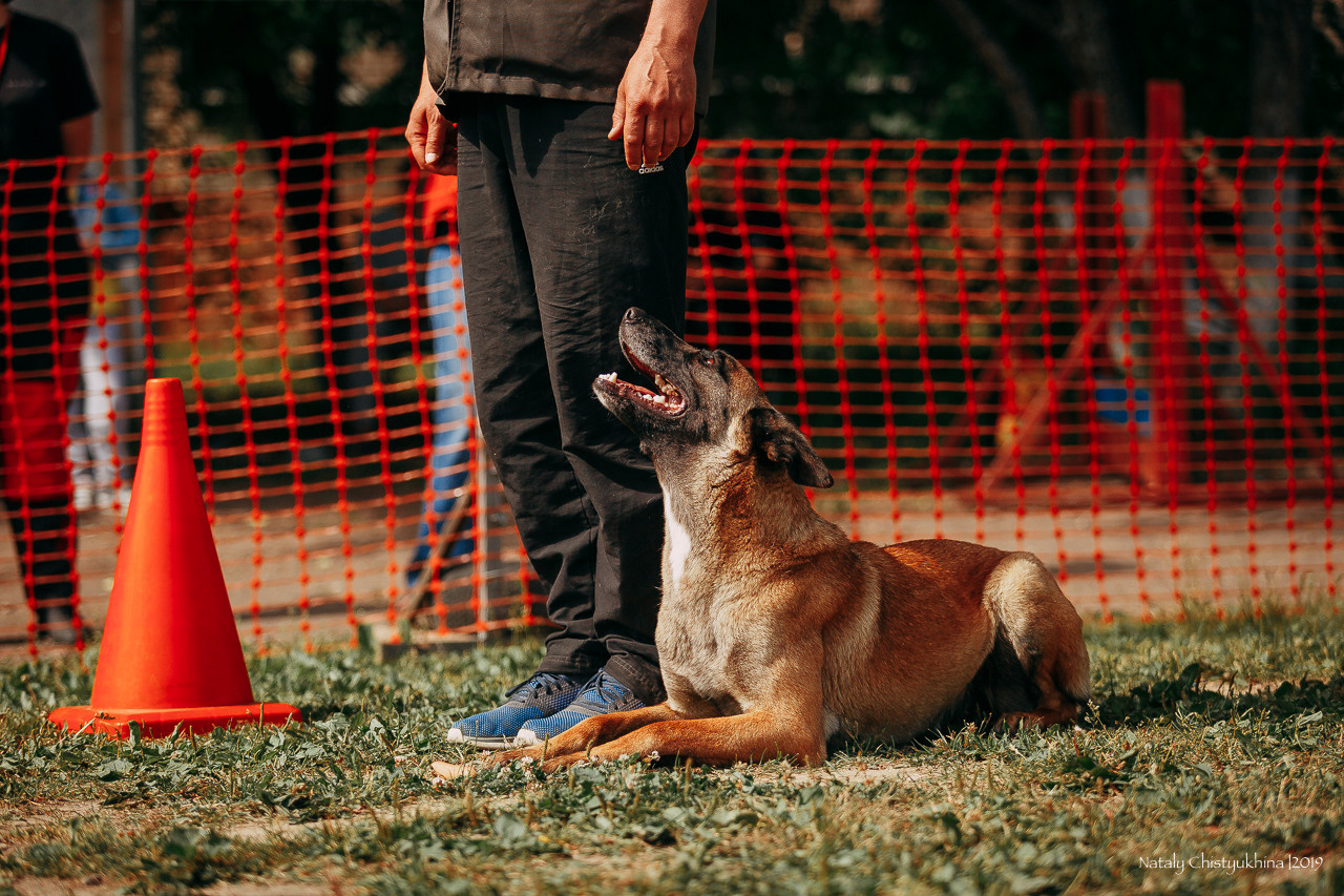Соревнования по мондьорингу. Фотограф-анималист Наталия Чистюхина в г. Сосновый Бор и ЛО
