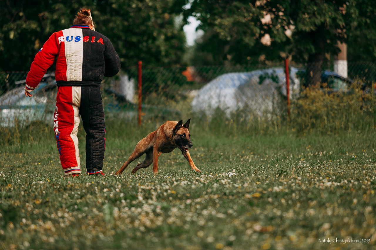 Соревнования по мондьорингу. Фотограф-анималист Наталия Чистюхина в г. Сосновый Бор и ЛО