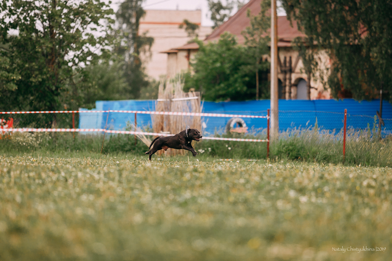 Соревнования БРР. Фотограф-анималист Наталия Чистюхина в г. Сосновый Бор и ЛО