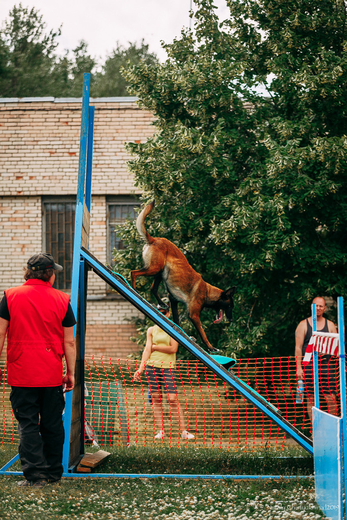 Соревнования по мондьорингу. Фотограф-анималист Наталия Чистюхина в г. Сосновый Бор и ЛО