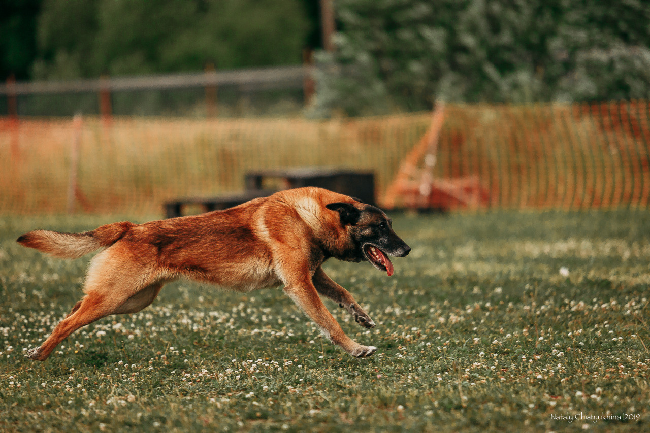 Соревнования по мондьорингу. Фотограф-анималист Наталия Чистюхина в г. Сосновый Бор и ЛО