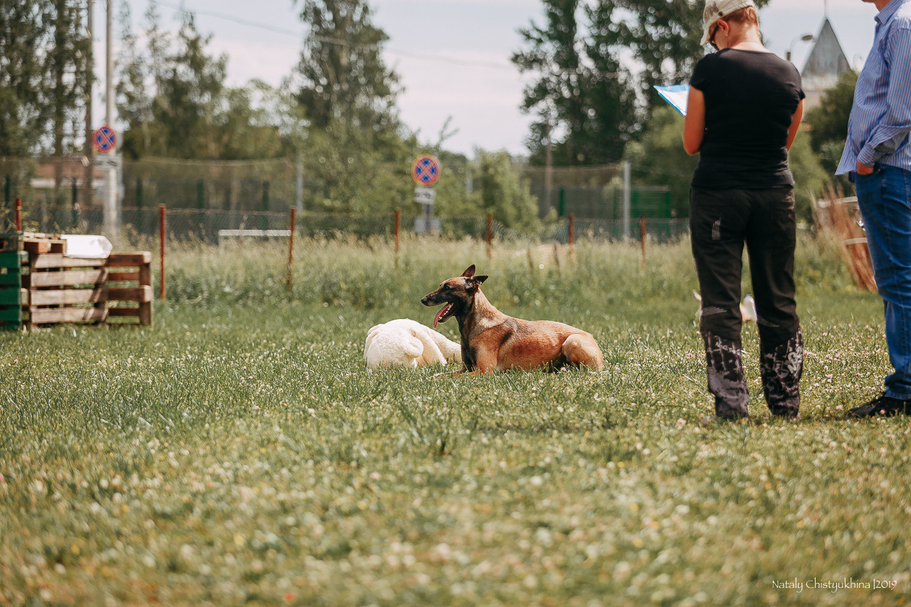 Соревнования по мондьорингу. Фотограф-анималист Наталия Чистюхина в г. Сосновый Бор и ЛО