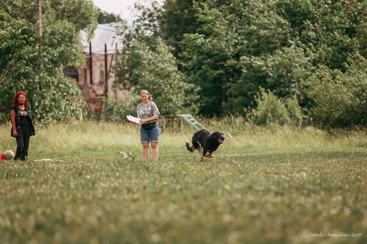 Соревнования по мондьорингу. Фотограф-анималист Наталия Чистюхина в г. Сосновый Бор и ЛО