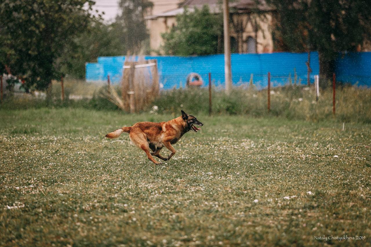 Соревнования по мондьорингу. Фотограф-анималист Наталия Чистюхина в г. Сосновый Бор и ЛО