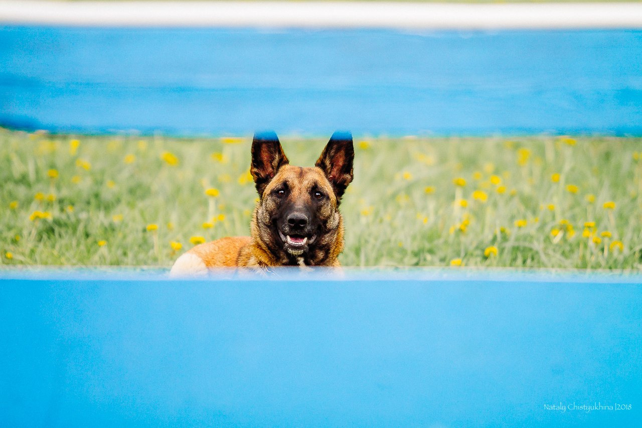 Семинары по мондио. Фотограф-анималист Наталия Чистюхина в г. Сосновый Бор и ЛО