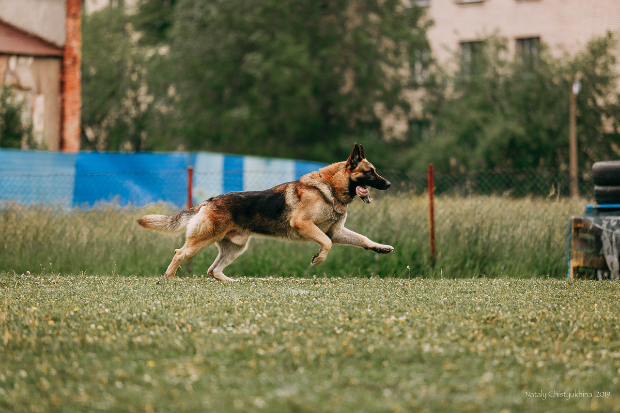 Соревнования БРР. Фотограф-анималист Наталия Чистюхина в г. Сосновый Бор и ЛО