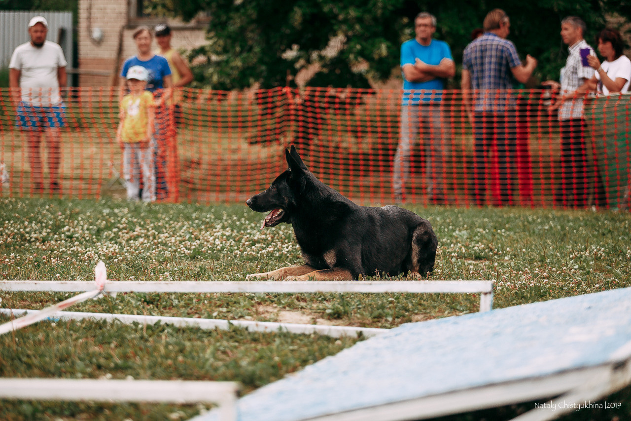 Соревнования по мондьорингу. Фотограф-анималист Наталия Чистюхина в г. Сосновый Бор и ЛО