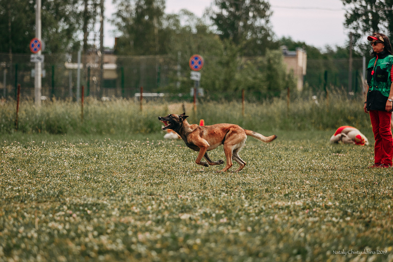 Соревнования по мондьорингу. Фотограф-анималист Наталия Чистюхина в г. Сосновый Бор и ЛО