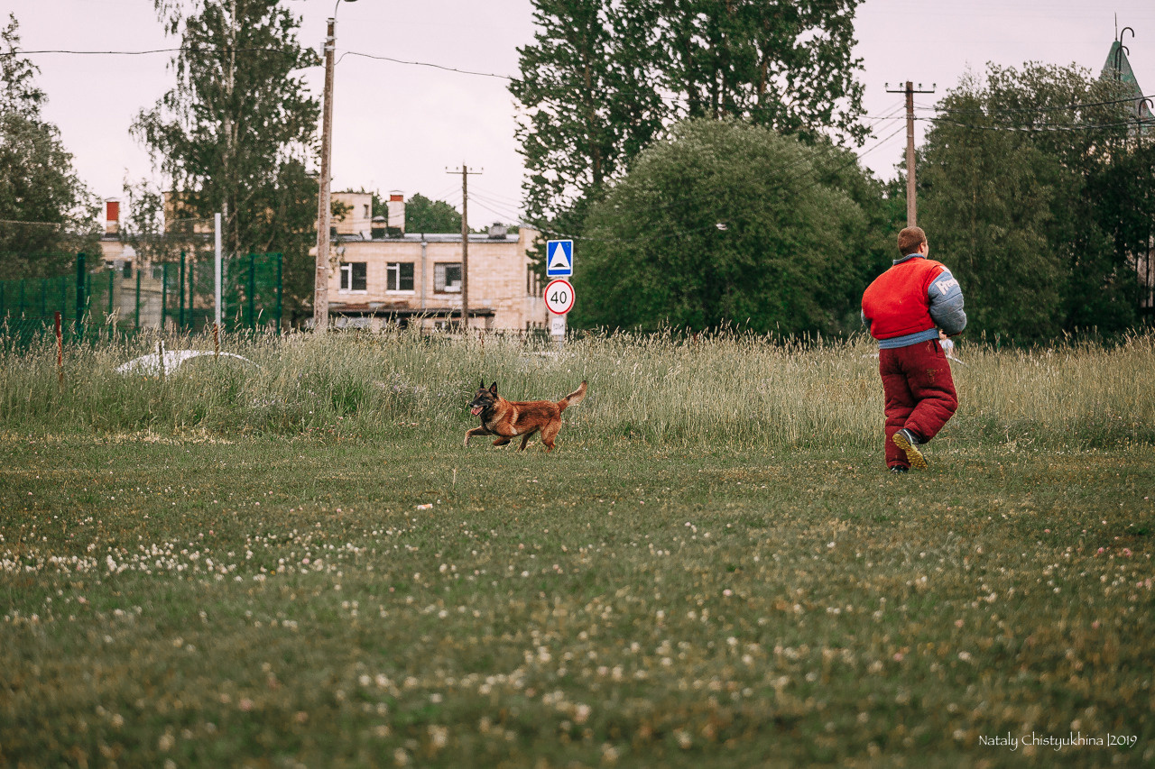 Соревнования по мондьорингу. Фотограф-анималист Наталия Чистюхина в г. Сосновый Бор и ЛО