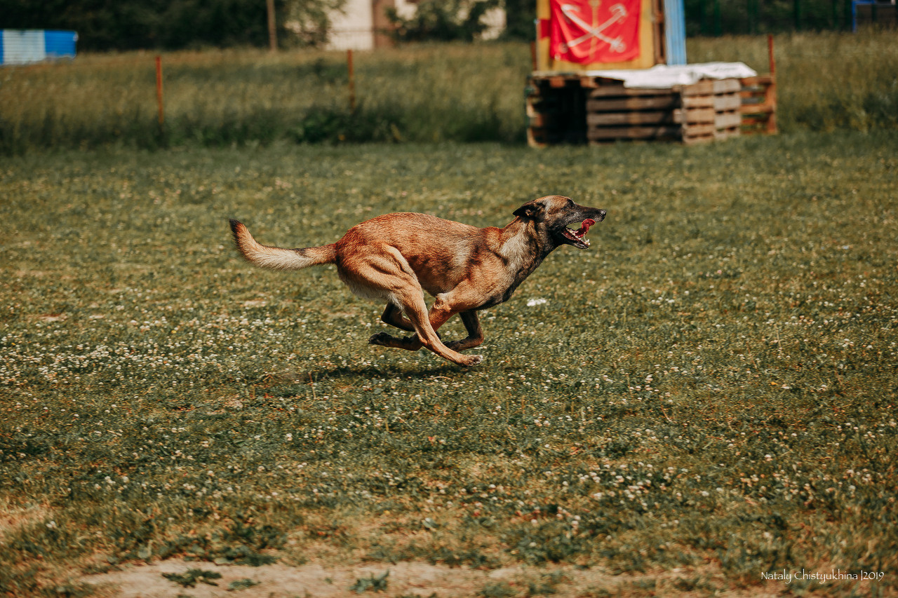 Соревнования по мондьорингу. Фотограф-анималист Наталия Чистюхина в г. Сосновый Бор и ЛО