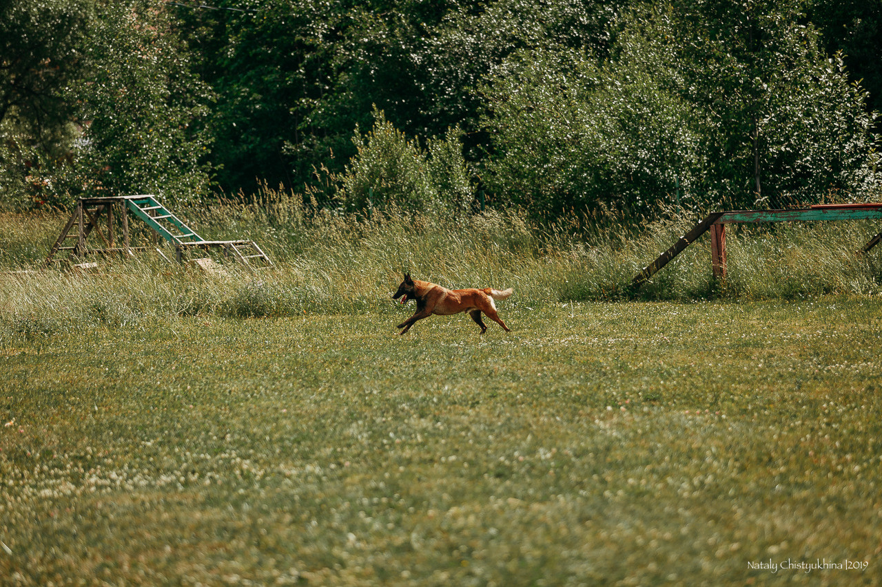 Соревнования по мондьорингу. Фотограф-анималист Наталия Чистюхина в г. Сосновый Бор и ЛО