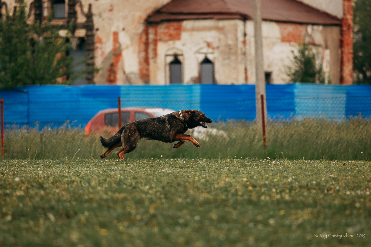 Соревнования БРР. Фотограф-анималист Наталия Чистюхина в г. Сосновый Бор и ЛО