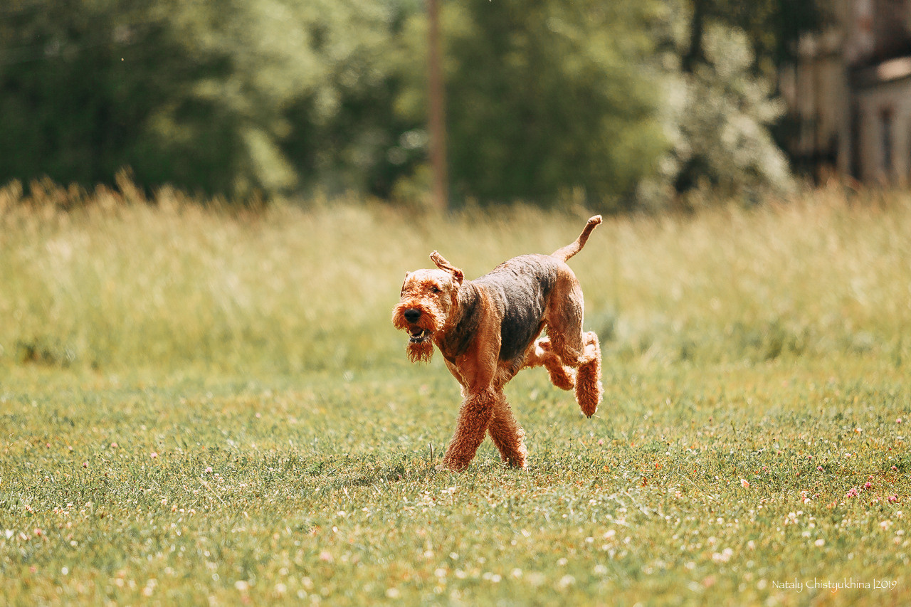 Соревнования по мондьорингу. Фотограф-анималист Наталия Чистюхина в г. Сосновый Бор и ЛО