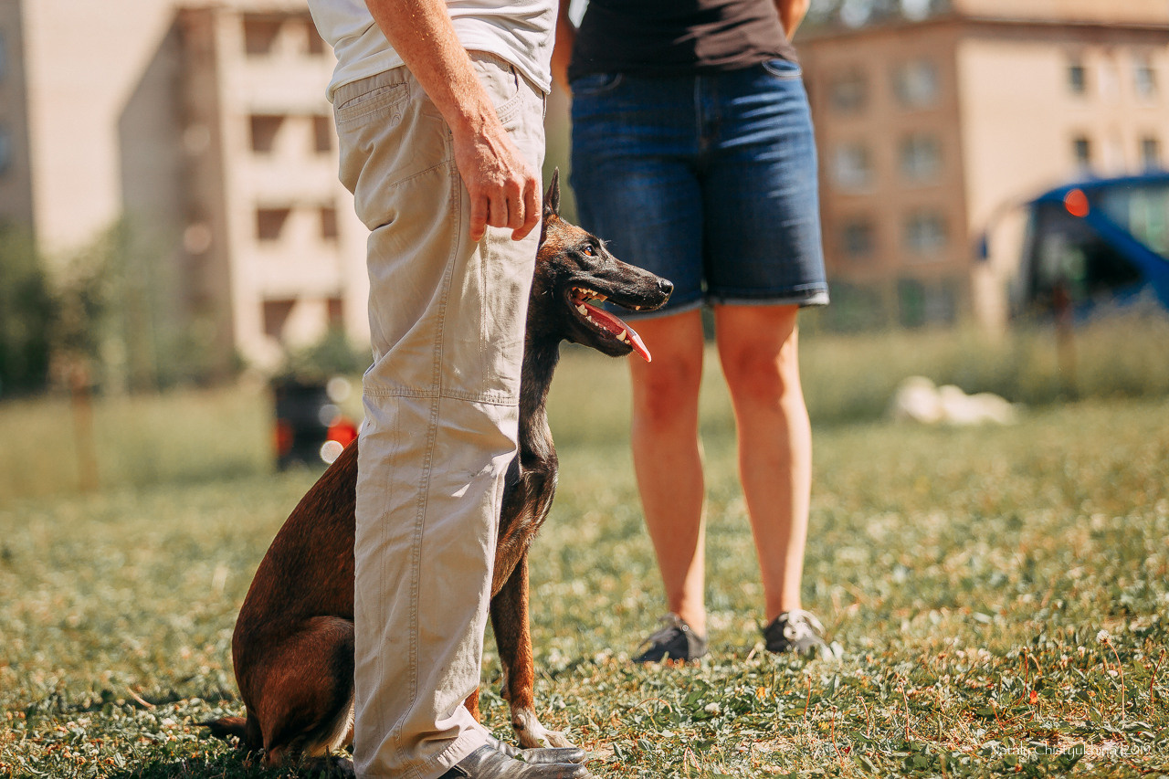 Соревнования по мондьорингу. Фотограф-анималист Наталия Чистюхина в г. Сосновый Бор и ЛО