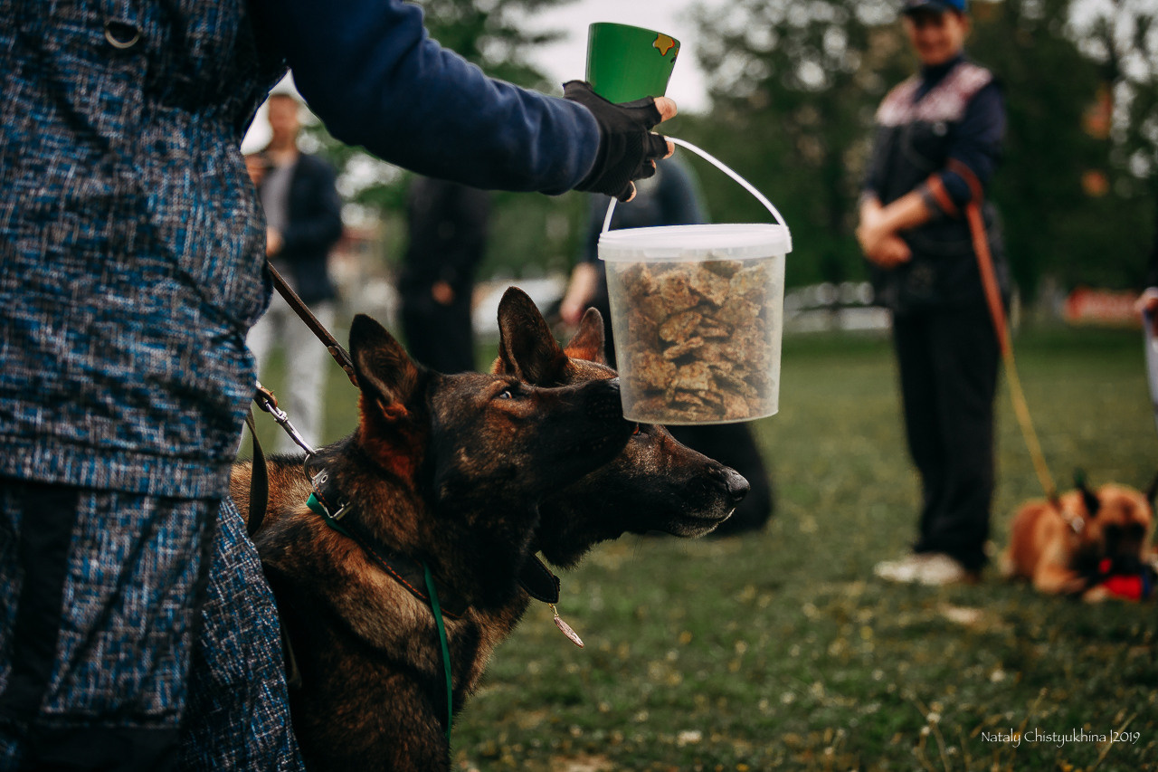 Соревнования БРР. Фотограф-анималист Наталия Чистюхина в г. Сосновый Бор и ЛО