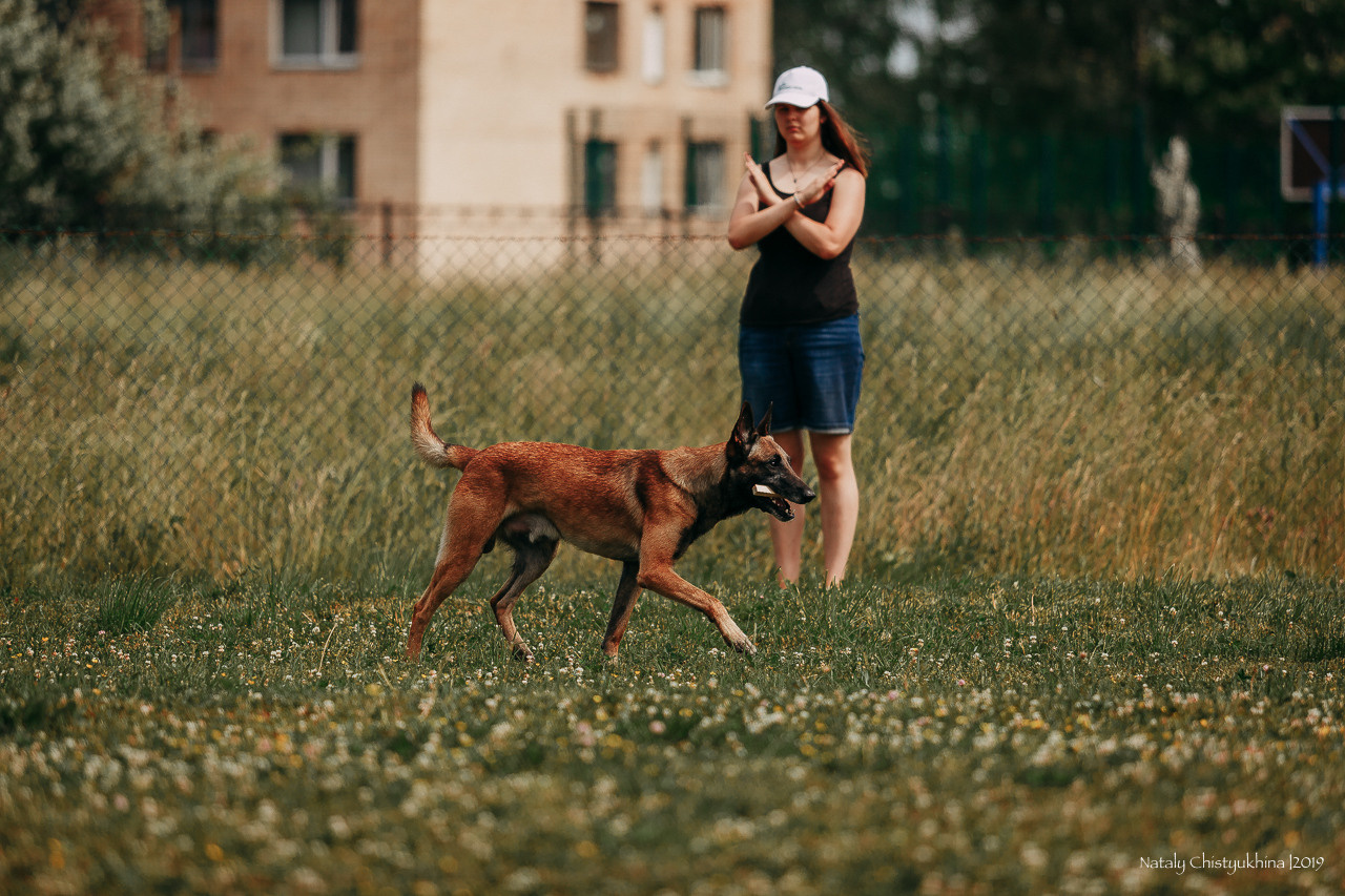 Соревнования по мондьорингу. Фотограф-анималист Наталия Чистюхина в г. Сосновый Бор и ЛО